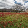 The Australian War memorial's new poppy garden