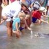 Visitors feed the dolphins on the beach at Monkey Mia