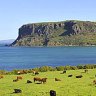 Good to graze ... cattle farms meet the sea, and "the Nut" cliff formation.
