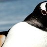Gentoo penguin, Falkland Islands. Photograph by Kerry Van Der Jagt. 