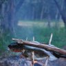 Fish ready for the fire: Nature provides everything we need.
