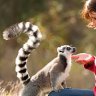 Encounter with a lemur, Mogo Zoo