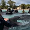 Mass whale rescue underway off WA beach