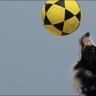 Brazilian dog becomes a footvolley star