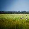 Bird watching, Bamurru Plains, Northern Territory: Where to do bird watching in Australia's Top End