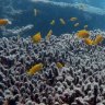 Coral bleaching on the Great Barrier Reef, September 2024