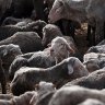 Meat processor, exporter offer to take 60,000 WA sheep left in limbo
