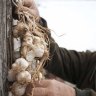 A Serbian villager hangs a garlic braid, used as vampire repellant, on a window on December 3, 2012 in the western Serbian village of Zarozje.