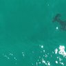 Hammerhead shark spotted off Palm Beach