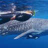 Ningaloo Reef, Western Australia: A whale of a time