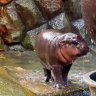 Celebrity baby hippo has won hearts since its birth at a Thai zoo