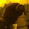 Western Australia Police have uncovered 750 cannabis plants are raids on several southern suburb homes.