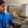 Falcon hospital tours, Abu Dhabi: A different kind of hospital wing
