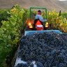 Fruits of labour ... the pinot noir harvest in Santa Maria.