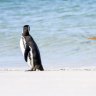 The Comedy Wildlife Photography Awards 2022
Jennifer Hadley
Raleigh
United States

Title: Talk To The Fin!
Description: This was shot on the Falkland Islands. These two gentoo penguins were hanging out on the beach when one shook himself off and gave his mate the snub.
Animal: Gentoo Penguin
Location of shot: Falkland Islands 
One time use for Traveller only
Please make sure the images are all credited as follows:Â Â© Photographerâs Name / Comedy Wildlife 2022.Â 