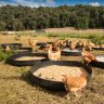 ACT Greens cry fowl over new free-range egg laws