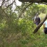 Body discovered in bushes near Sydney Airport