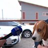 A walker has told of his "surreal" find after his dog stumbled across human remains in Port Lincoln scrubland.