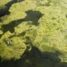 Toxic algae suffocates thousands of fish near Busselton