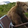 Alaska, USA: Visiting bear shocks wildlife watchers
