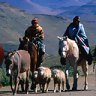 Four men riding horses sheparding some sheep.