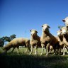 WA government backs suspension of embattled livestock shipping company's licence