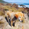 Bud's big adventure: Dog safe after nine days in the Tassie wilderness