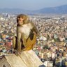 Rhesus macaque on the walls of Swayambhunath,the so-called Monkey Temple overlooking Kathmandu.