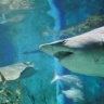 Melbourne Aquarium's bid for test tube shark first