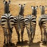 South African zebras.
