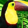 Nature's bounty ... a toucan in the rainforest.