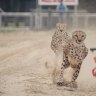 Australian greyhounds forced to race cheetahs at Shanghai Wild Animal Park