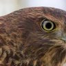 Hawk eyes focus on suburban bounty