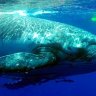 Big blue ... a swimmer with humpbacks in the Ha'apai island group.