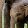 Asian elephant hospital, Thailand: in the hearts of giants