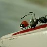 Trailer: Minuscule Valley of the Lost Ants 