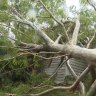 Gold Coast home smashed by falling tree