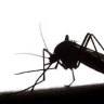 Deadly dengue curbs itch to travel overseas