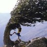 Hidden beauty ... (from top) a wind-ravaged beech tree on a mountain pass