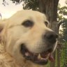 A Perth school has been forced to close its oval to dog walkers after a student accidentally rolled in left-behind mess.