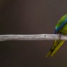 The tentative return of the yellow bellied parrot