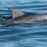 Shark Bay dolphins at play