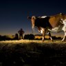 Organic boosts revival in dairy farm values