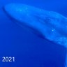 East Timor becomes blue whale hotspot