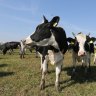 Armed with gas and cows, Kazakhstan takes aim at land degradation