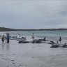 Dozens of whales dead after mass stranding in WA