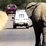 Drive-by sightings ... an elephant roams Kruger.