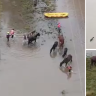 Horses and people rescued from floods in Sydney