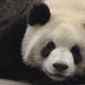 Trailer: Sneezing Baby Panda: The Movie