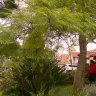 A council in Melbourne’s south-east is proposing to ban residents from pruning or cutting down trees in their own yards